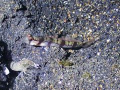 Amblyeleotris masuii