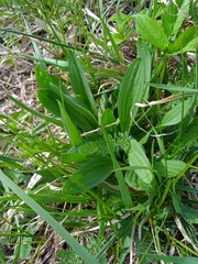 Plantago lanceolata