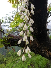 Dendrobium aphyllum