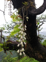 Dendrobium aphyllum