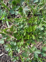 Ranunculus repens