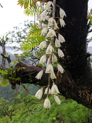 Dendrobium aphyllum