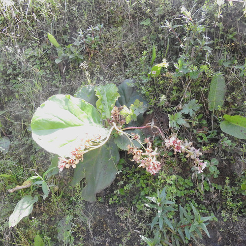 Bergenia pacumbis (Bergenia pacumbis)