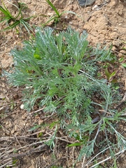 Artemisia campestris