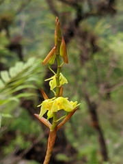 Coelogyne prolifera