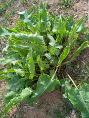 Rumex confertus