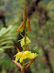 Coelogyne prolifera