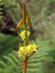 Coelogyne prolifera