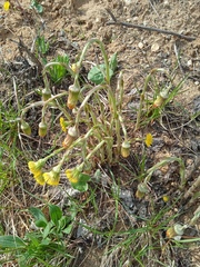 Tussilago farfara