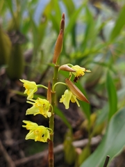 Coelogyne prolifera