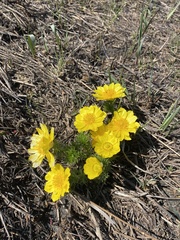Adonis vernalis