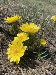 Adonis vernalis