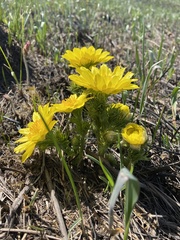 Adonis vernalis