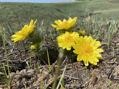 Adonis vernalis