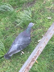 Columba livia domestica