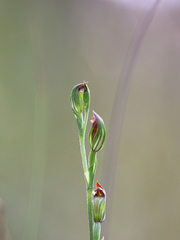 Pterostylis clivosa