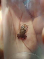 Euscorpius tergestinus