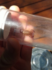 Euscorpius tergestinus