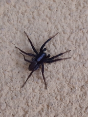 Alopecosa pulverulenta