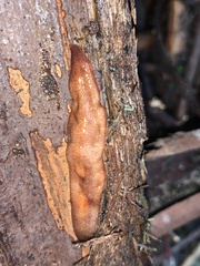 Australopacifica mortoni
