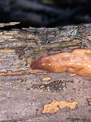 Australopacifica mortoni