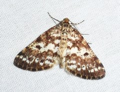 Eufidonia discospilata