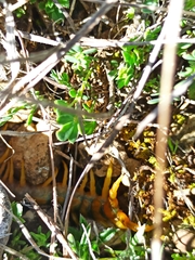 Scolopendra cingulata