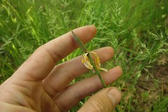 Tulipa sylvestris