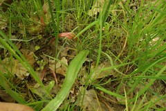 Tulipa sylvestris