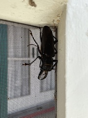 Stenodontes chevrolati