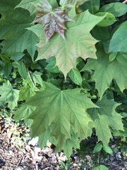 Acer platanoides