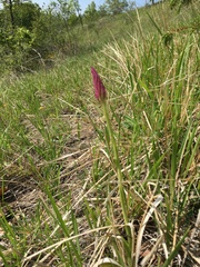 Anacamptis pyramidalis