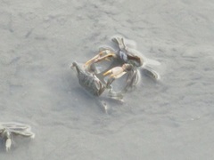 Macrophthalmus banzai