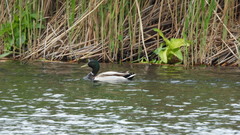 Anas platyrhynchos