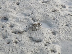 Macrophthalmus banzai