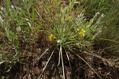 Pseudopodospermum molle