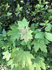 Acer platanoides