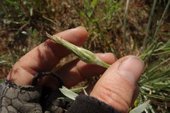 Pseudopodospermum molle