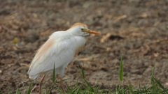 Bubulcus ibis