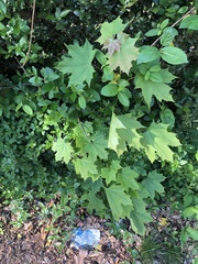 Acer platanoides
