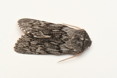 Brachionycha borealis