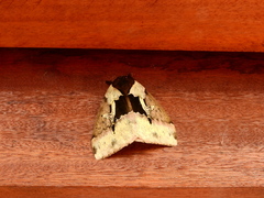 Dirphiopsis multicolor