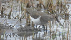 Actitis hypoleucos