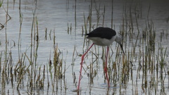 Himantopus himantopus