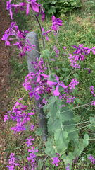Lunaria annua