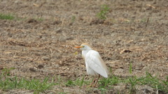 Bubulcus ibis