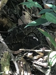 Bothrops neuwiedi