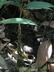Bothrops neuwiedi