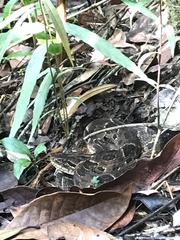 Bothrops neuwiedi