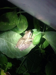 Polypedates leucomystax